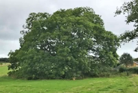 Ash tree