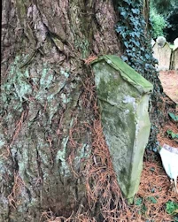 Ebberston church gravestone swallowed by tree