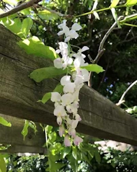 Wisteria flower