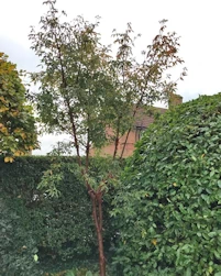 Acer griseum