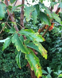Acer griseum
