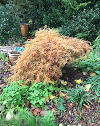 Acer palmatum dissectum