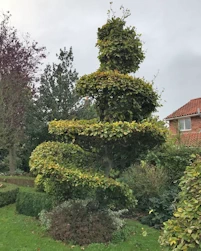 Spiral beech topiary