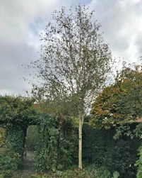 Himalayan birch