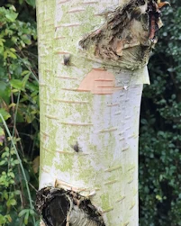Betula utilis jacquemontii