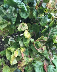Sycamore stand
