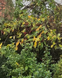 Malus Sun Rival