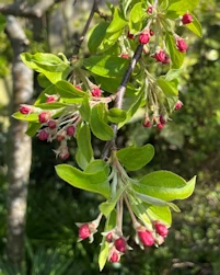 Malus Sun rival