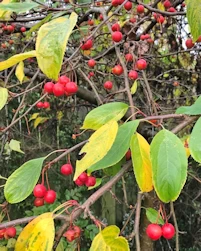 Malus Sun Rival