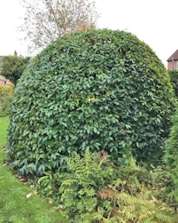 HornbPortuguese laurel