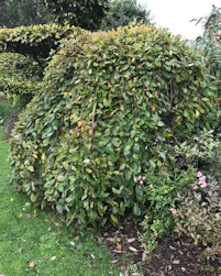 Kilmarnock willow