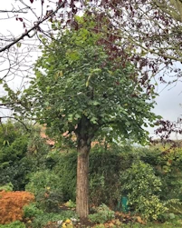 Lime tree