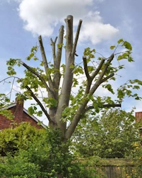 Pollarded lime tree