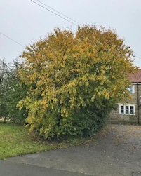 Hornbeam