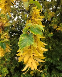 Hornbeam bracts