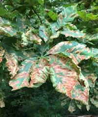 Horse chestnut