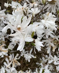 Magnolia