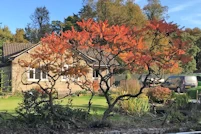 Rhus typhinus