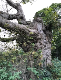 Veteran sycamore tree