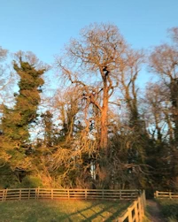 Horse chestnut