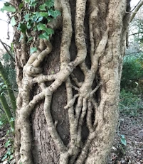 Ivy stems
