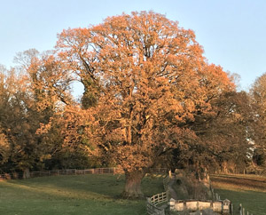 Quercus robur