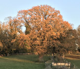 Pedunculate oak