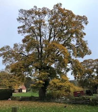 Sycamore tree