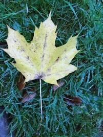 Sycamore leaf