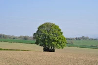 Sycamore stand