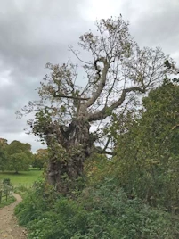 Veteran sycamore tree