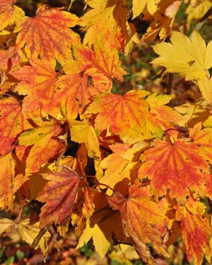 Japanese maple
