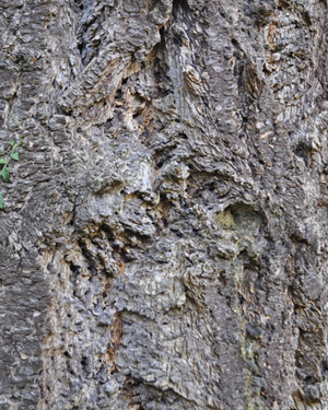 Douglas Fir Bark