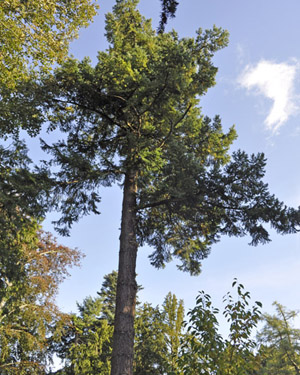 Douglas fir