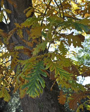 Hungarian oak
