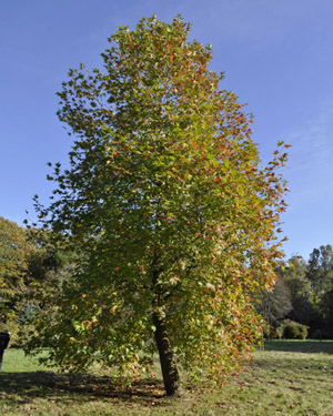 Oriental plane