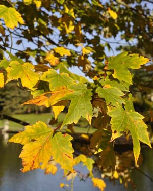 Red maple