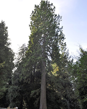 Giant redwood
