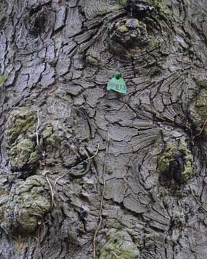 Spanish fir