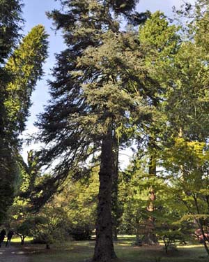 Spanish fir