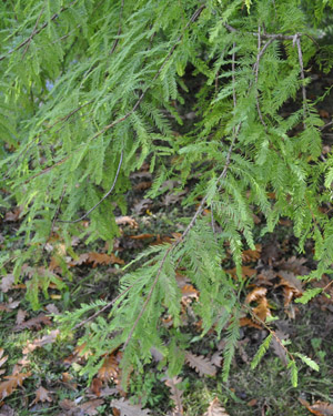 Taxodium distichum