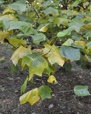 Tulip tree