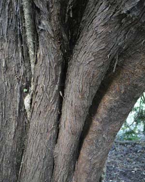 Western red cedar bark