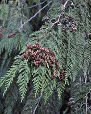 Western red cedar cones
