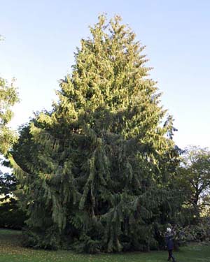 Western red cedar