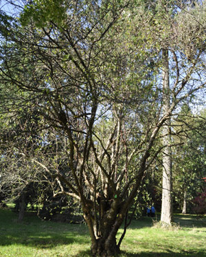 Tibetan cherry