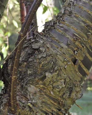 Ti betan cherry bark