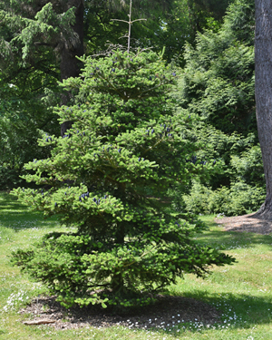 Korean Fir
