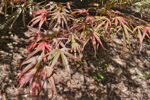 Acer palmatum linearilobum