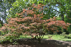 Acer palmatum linearilobum